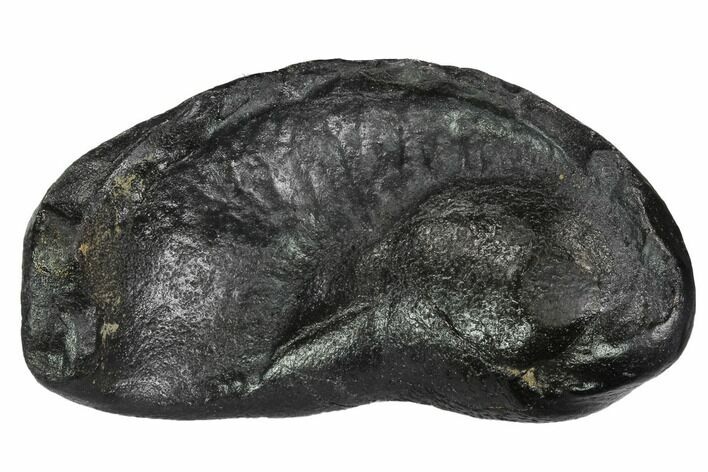 Fossil Whale Ear Bone - Miocene #99984